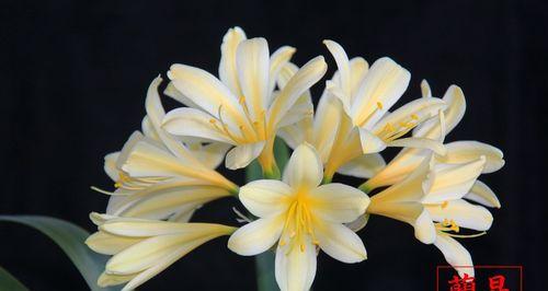 君子兰金色兰花的养护与管理方法是什么？如何保持其美丽？