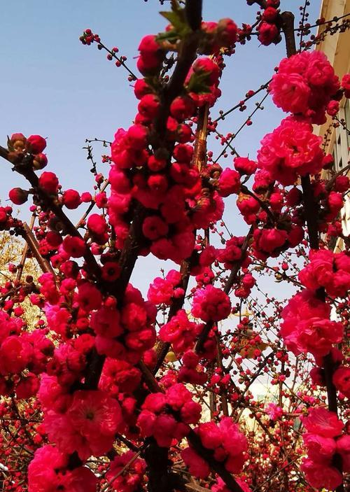 百花齐放时每种花都有什么含义？