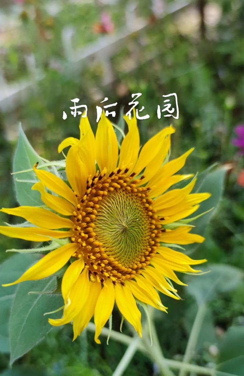 百花齐放时每种花都有什么含义？