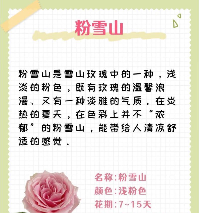 哪种玫瑰花最流行？如何识别玫瑰花的品种？
