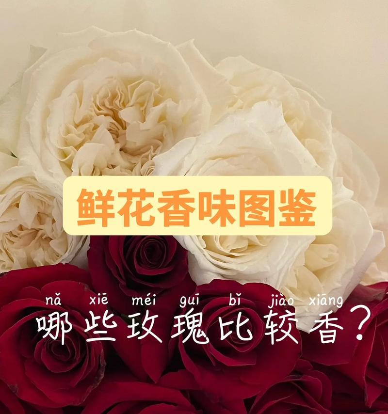 哪种玫瑰花最流行？如何识别玫瑰花的品种？