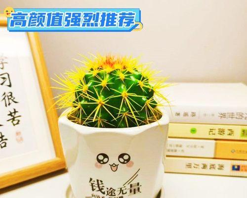 金虎仙人球带盆养护的要点是什么？