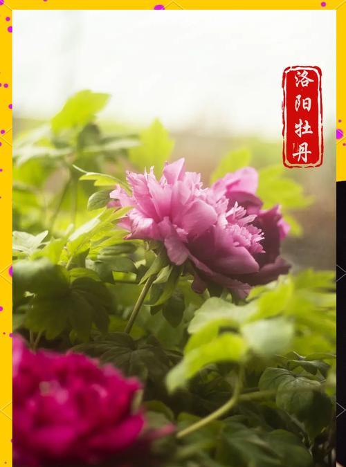 土养牡丹花如何才能养出最佳状态？
