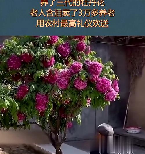 土养牡丹花如何才能养出最佳状态？
