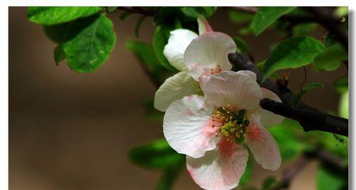 金豆植物的花语和寓意是什么？代表了什么？