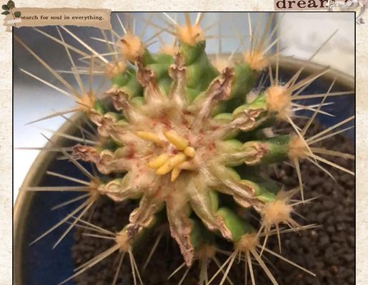 超小盆种植仙人球的方法是什么？