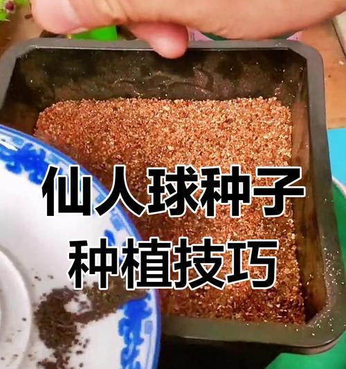 超小盆种植仙人球的方法是什么？