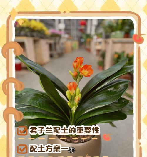 君子兰半根入土能活吗？如何正确养护？