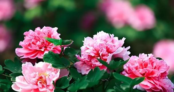 牡丹花适合种植的季节是什么时候？