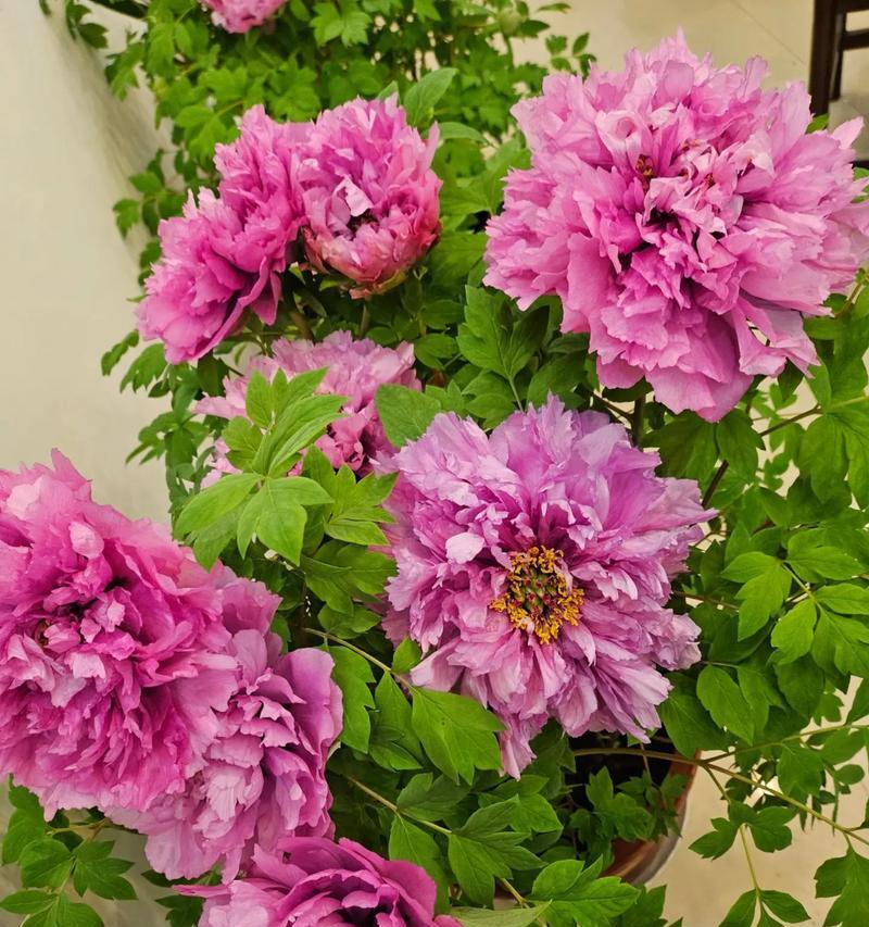 牡丹花适合种植的季节是什么时候？