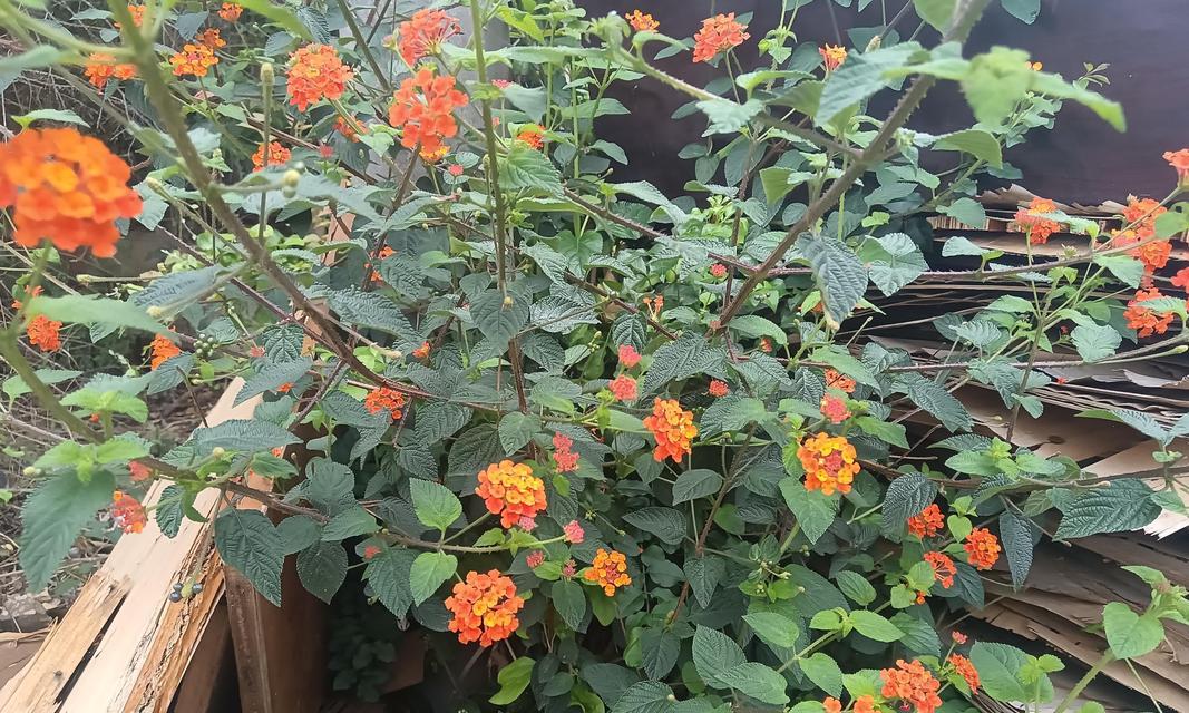 花语五朵花什么寓意啊？五朵花代表什么？