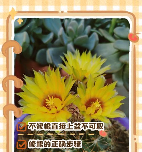 盆栽匍地仙人掌的正确养护方法是什么？如何管理才能长得好？