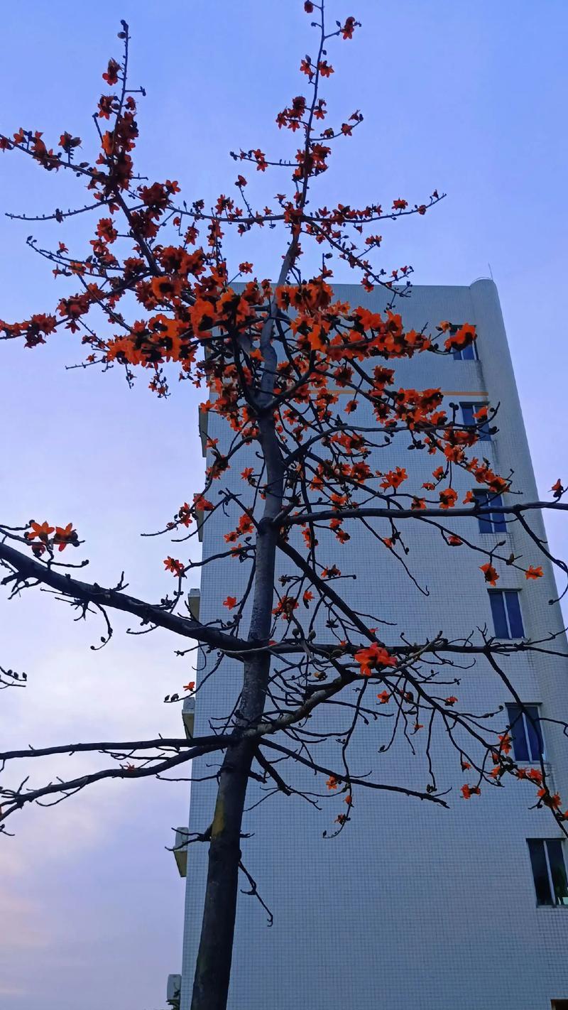 花语五朵花什么寓意啊？五朵花代表什么？