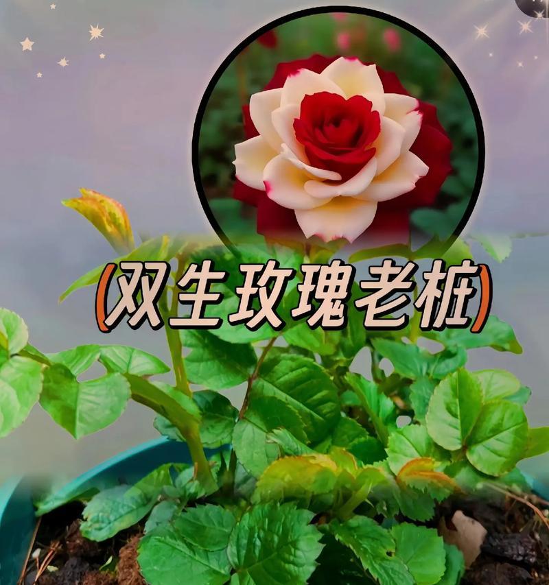 玫瑰花绿色苗的种植技巧有哪些？种植过程中应注意什么？