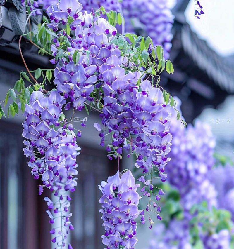 悲伤时哪种花语最能安慰人心？