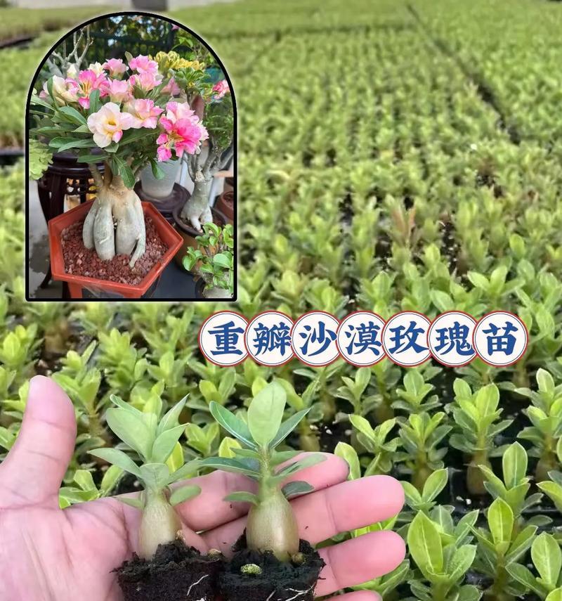 玫瑰花绿色苗的种植技巧有哪些？种植过程中应注意什么？