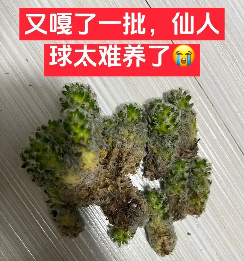 鱼系列仙人球小苗的种植方法是什么？
