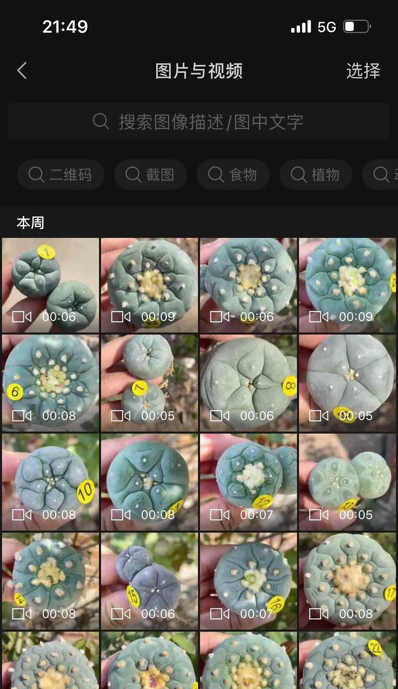 鱼系列仙人球小苗的种植方法是什么？