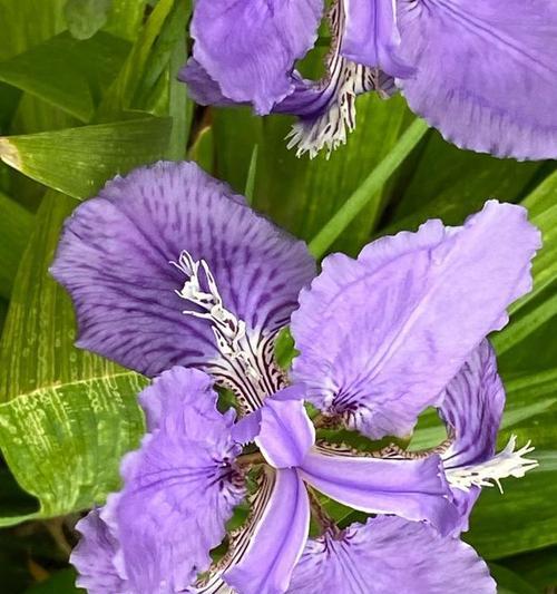 希腊人发明的花语有何深意？它代表了什么？