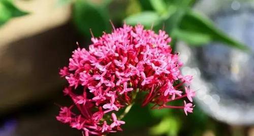 希腊人发明的花语有何深意？它代表了什么？