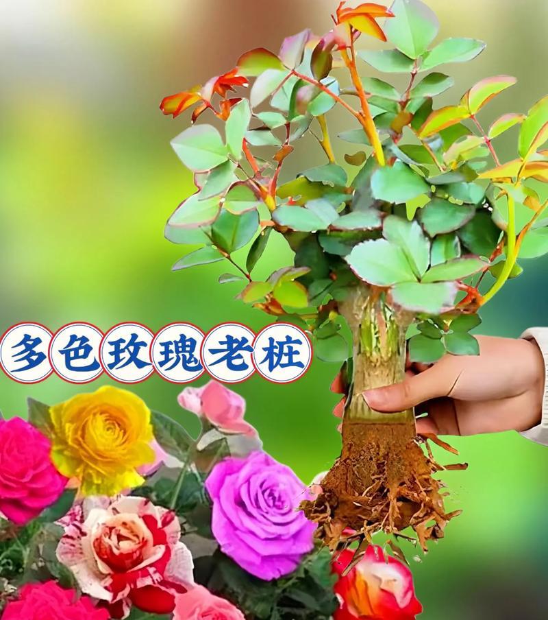 神奇玫瑰的花语有何特别之处？