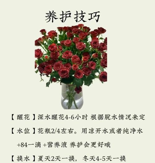 神奇玫瑰的花语有何特别之处？