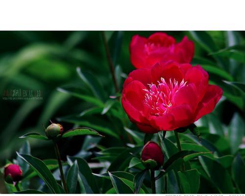 牡丹花枯萎的原因是什么？如何预防和解决牡丹花枯萎问题？