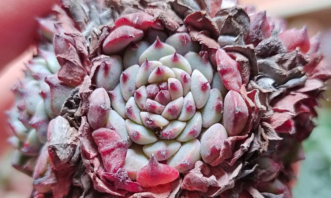 牡丹花枯萎的原因是什么？如何预防和解决牡丹花枯萎问题？