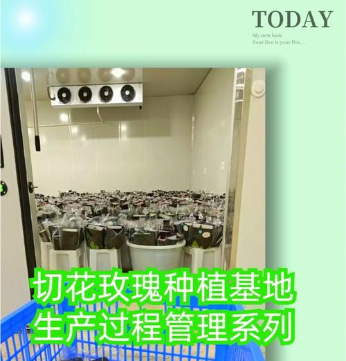 冬天玫瑰花根的种植步骤是什么？
