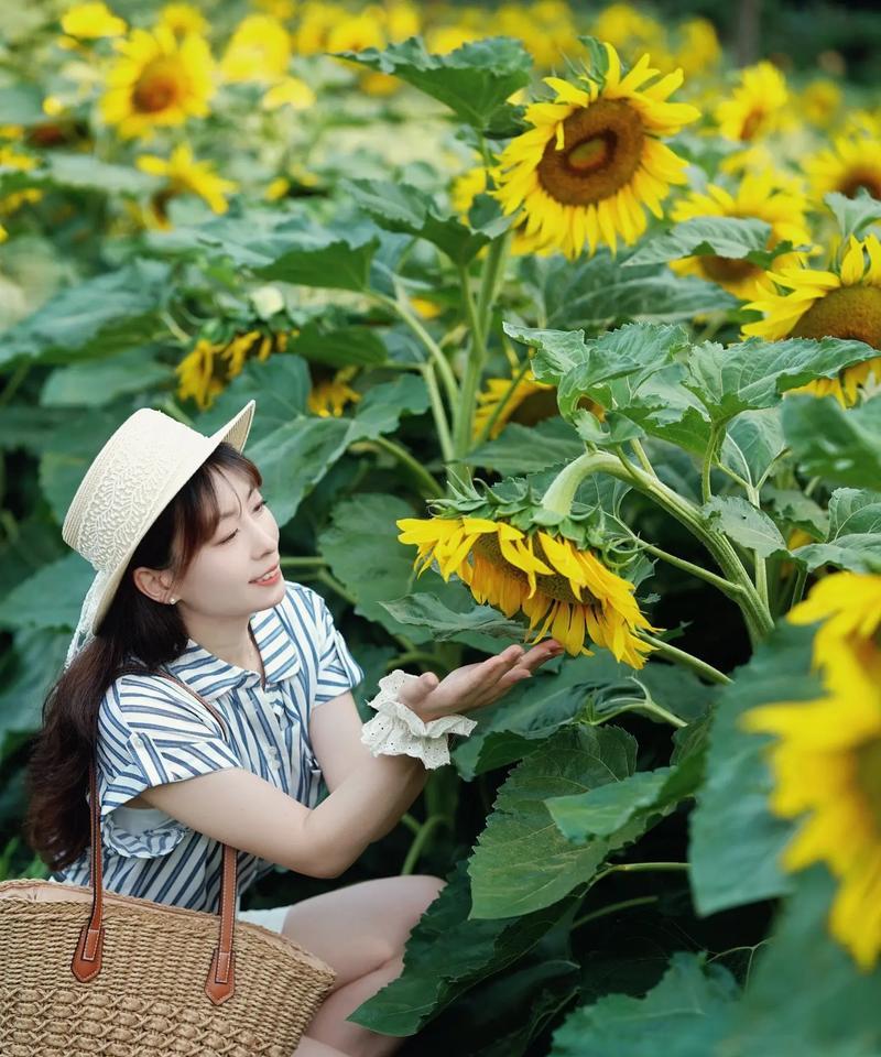 向日葵的花语纯声代表什么？向日葵的花语纯声有哪些含义？