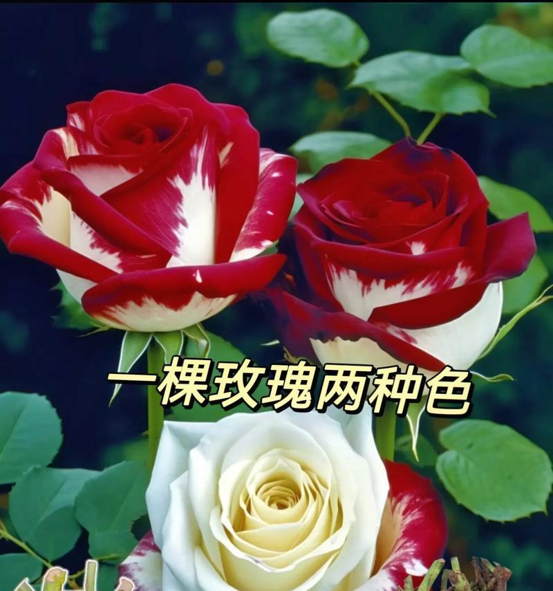 哪些玫瑰花品种适合饮用？它们的特性及栽培方法如何？