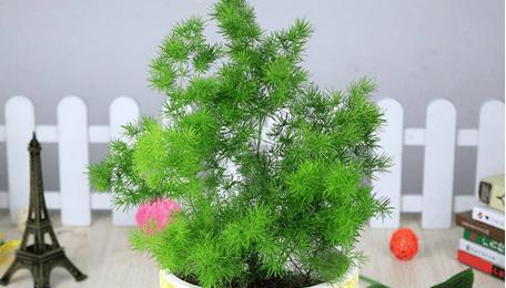 梅花藻的花语有何含义？它在花语文化中扮演什么角色？