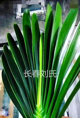 日本串君子兰小苗的养护方法是什么？