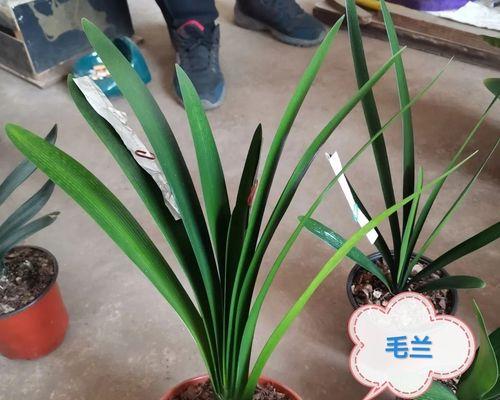 日本串君子兰小苗的养护方法是什么？