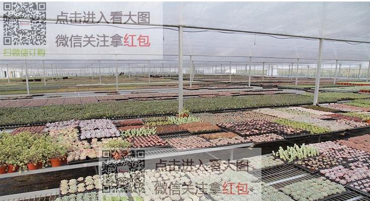 大犀牛仙人掌的养护秘诀是什么？