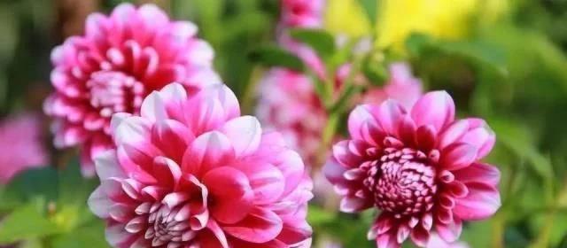 富贵彩菊的花语有哪些吉祥寓意？