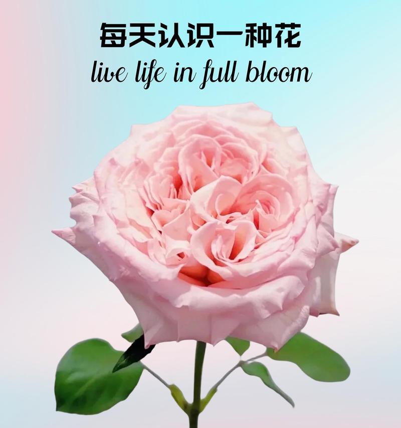 荔枝花语的由来是什么？荔枝的花语有何含义？