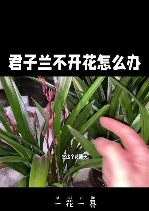 室内君子兰不开花怎么办？