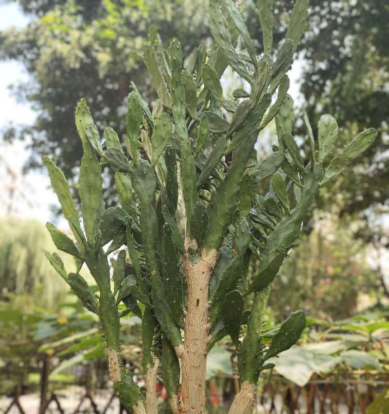 圆杆仙人掌树苗的种植技巧是什么？如何促进其健康成长？