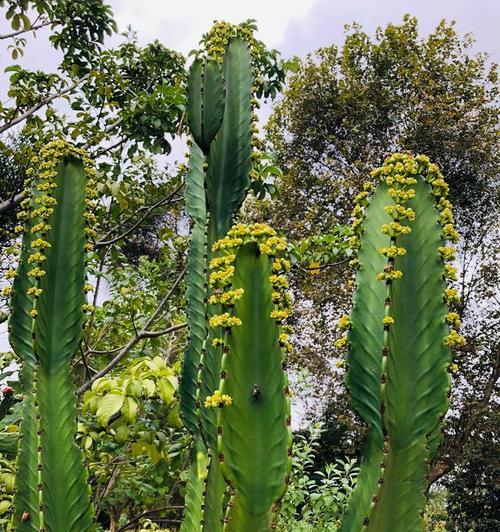 圆杆仙人掌树苗的种植技巧是什么？如何促进其健康成长？