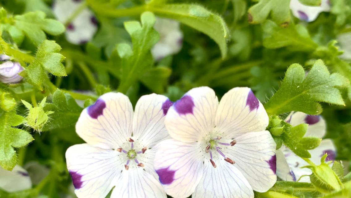 明日之后花语有何特点？芬芳的花语代表了什么？