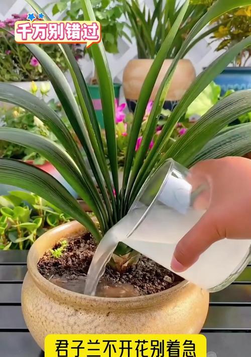 君子兰不开花怎么办？如何促进君子兰开花？