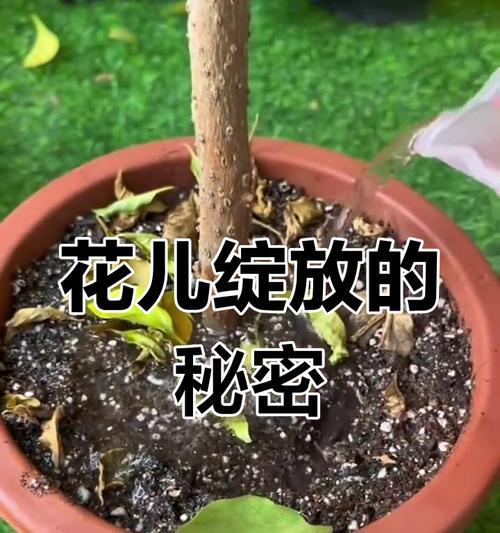 君子兰不开花怎么办？如何促进君子兰开花？