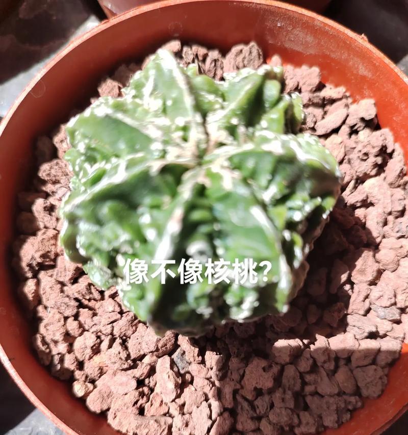 仙人掌开花没有果实怎么办？如何促进仙人掌结果？