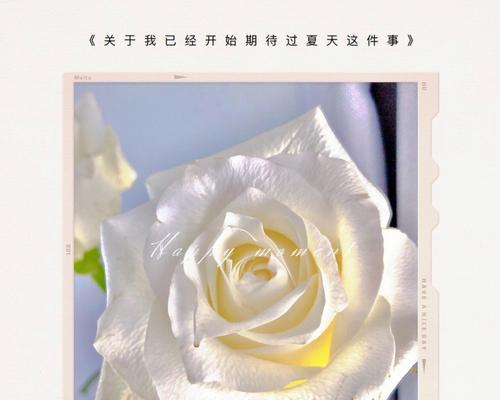 男性送白色玫瑰花代表什么意义？白色玫瑰花语有哪些含义？