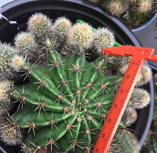 道具盆栽仙人球怎么种的？有哪些步骤和技巧？