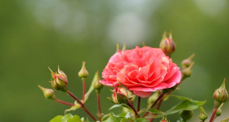 带叶子的玫瑰花成品名称是什么？