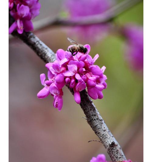 紫荆玫瑰的花语是什么？它代表了哪些情感？