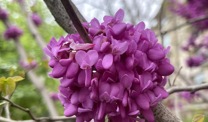 紫荆玫瑰的花语是什么？它代表了哪些情感？
