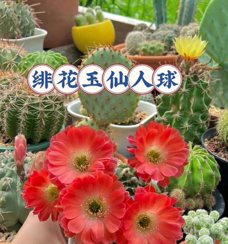 多色花仙人球的养护与管理方法是什么？如何保持其色彩鲜艳？